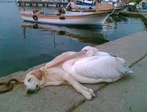 CANE CON PELICAN0