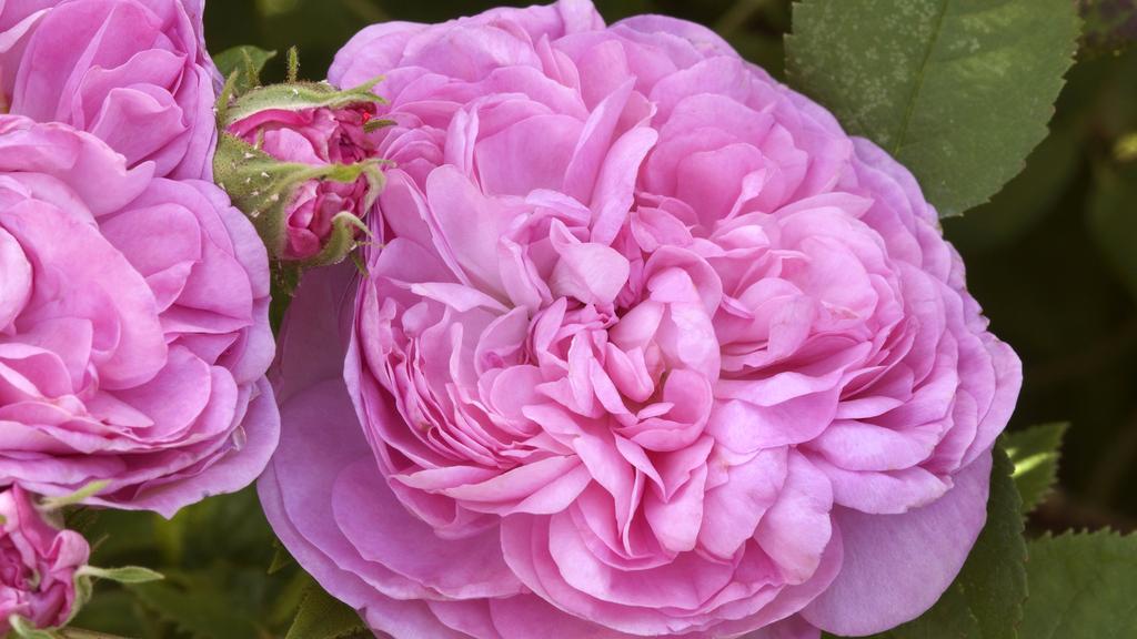 rose damascene kristalianet aromaterapia